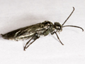 Dolerus niger